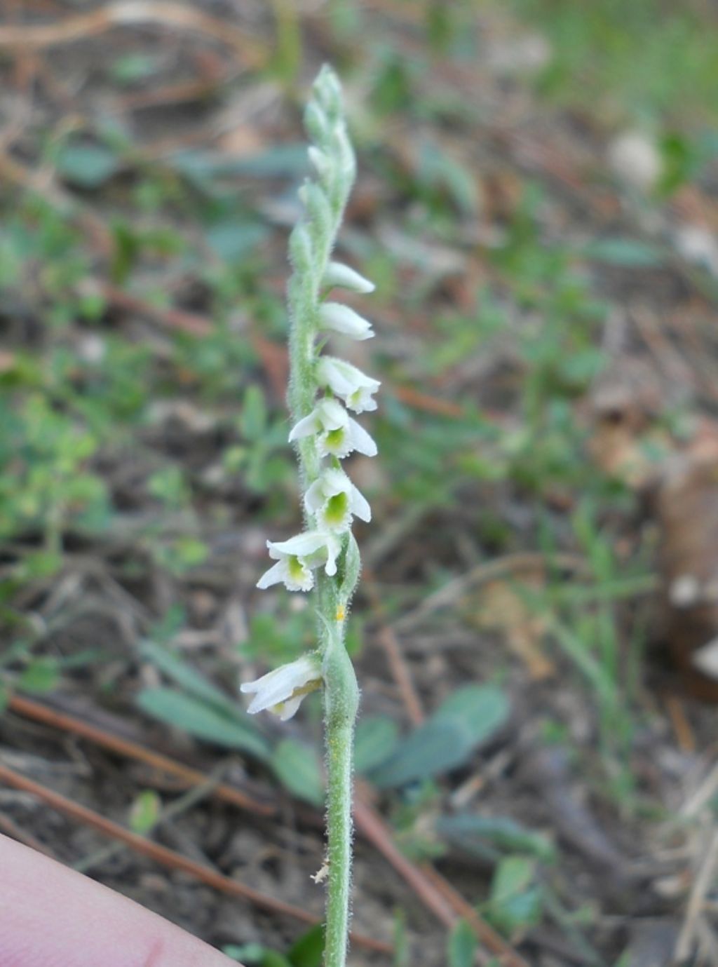 Spiranthes spiralis: riassunto...